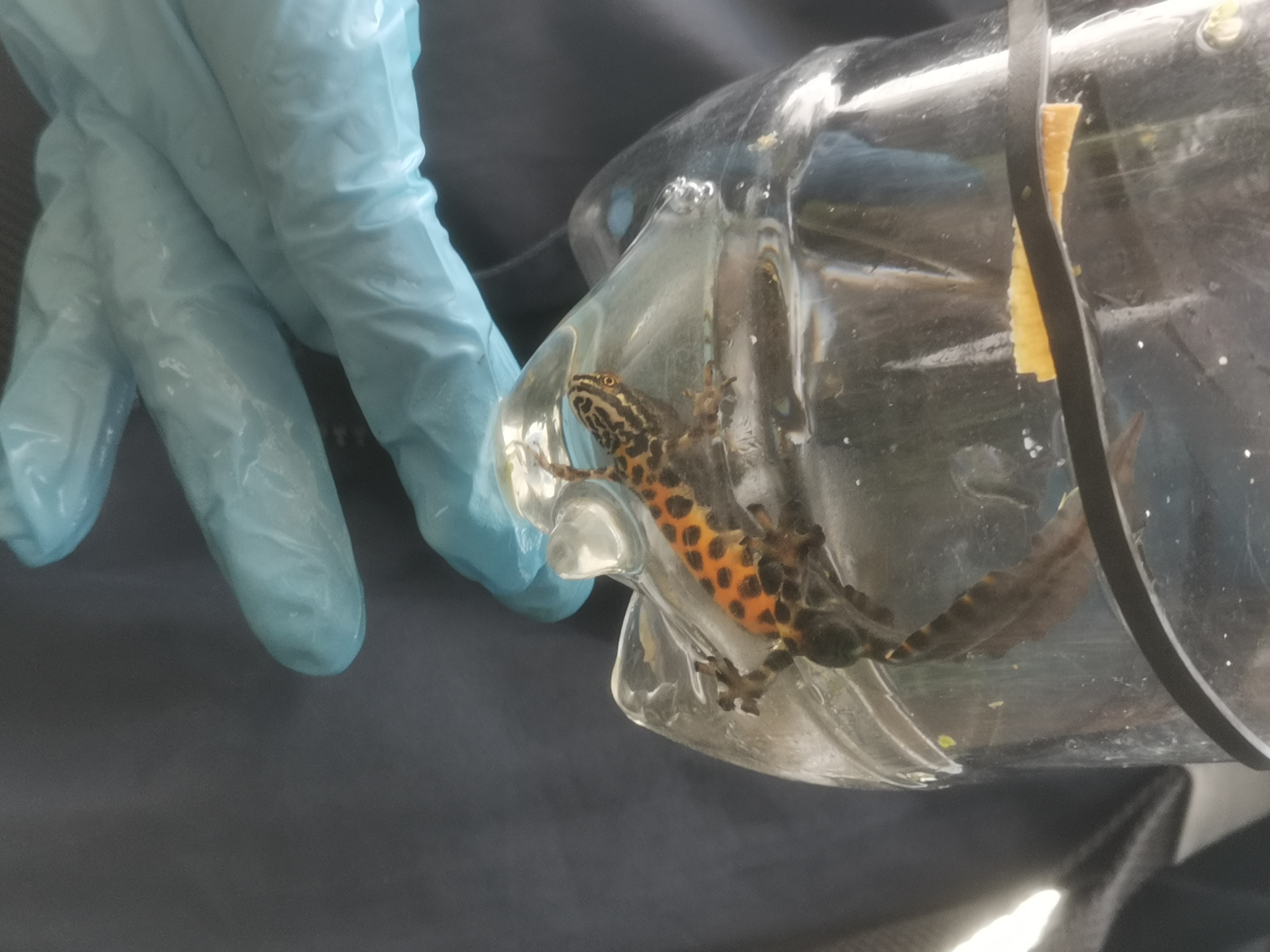 Surveyor at pond edge during dusk